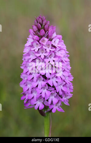 Pyramidenförmige Orchidee Anacamptis pyramidalis Stockfoto