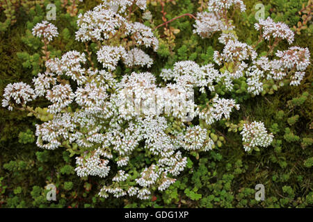 Weiße Fetthenne Sedum album Stockfoto