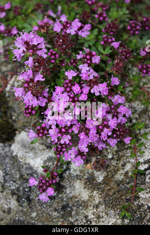 Wilder Thymian Thymus polytrichus Stockfoto