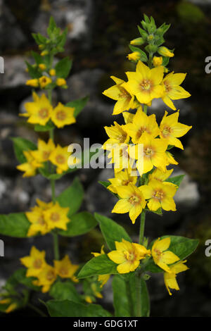 Gelbe Gilbweiderich Lysimachia vulgaris Stockfoto