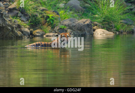 Bengal-Tiger "cooling off" in einem natürlichen Pool (fotografiert im Corbett-Nationalpark, Indien) Stockfoto