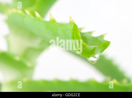 Aloe Blatt mit Tropfen, isoliert auf weiss Stockfoto