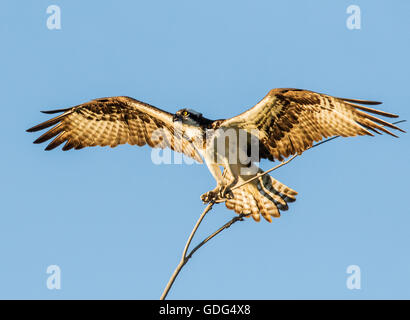 Fischadler im Flug mit Stöcken zum nisten; Pandion Haliaetus, Sea Hawk, Fischadler; Fluss-Hawk; Fisch-Hawk; Raptor Stockfoto
