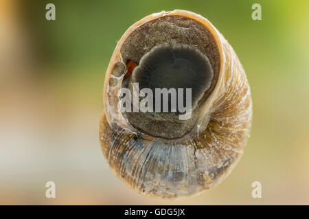 Garten-Schnecke (Helix Aspersa) zeigt die Unterseite innen durch ein Glasfenster. Klar hautnah mit weichen erlauben Hintergrund im Querformat. Stockfoto