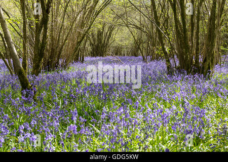 Blaue Glocken hyacinthoides non scripta bedeckt Wald unter Wachstum weit Und breit mit blauem und grünem Teppich glockenförmig Blüten basal schmale Blätter Stockfoto