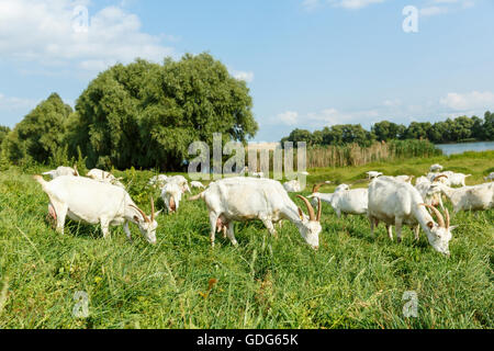 Ziegenherde Bauernhof Milch auf einer Weide Stockfoto
