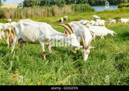 Ziegenherde Bauernhof Milch auf einer Weide Stockfoto