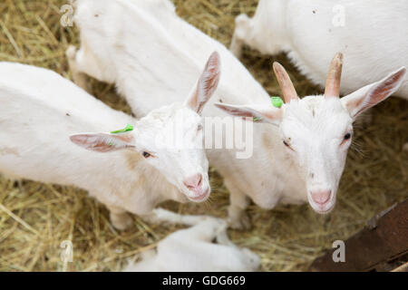 Junge Zicklein diejenigen in die Kamera ein Stall auf einem Bauernhof. Stockfoto