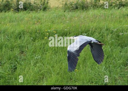 Eine heiteren Heron fliegen entlang des Flusses Stockfoto