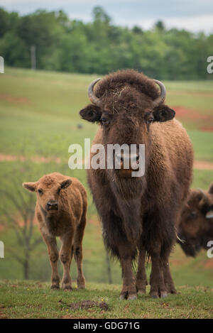 Bison oder Büffel sind große, sogar-toed Huftieren in die Gattung Bison innerhalb der Unterfamilie Bovinae. Dieser Bison hat ein kleines Kalb. Stockfoto