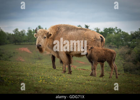 Die weiße Bison ist als eine geistige Gestalt zu den Indianern bekannt. Diese weißen Bison hat eine Kalb neben ihr auf dem Bauernhof. Stockfoto