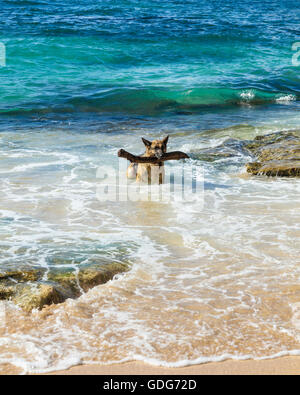 Deutscher Schäferhund holt großen Stock am Strand auf Maui Stockfoto