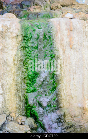 Grüne Algen an der Wand, die durch austretendes Wasser entstanden sind. Stockfoto