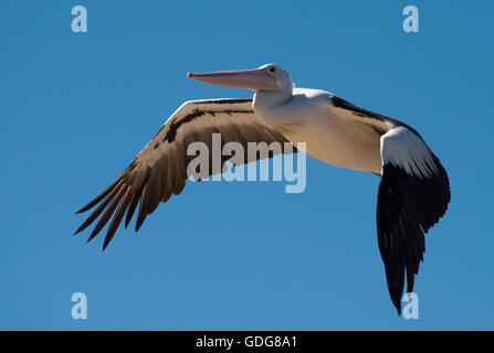 Australischer Pelikan (Pelecanus Conspicillatus) im Flug über Patonga, Broken Bay, New South Wales, Australien Stockfoto