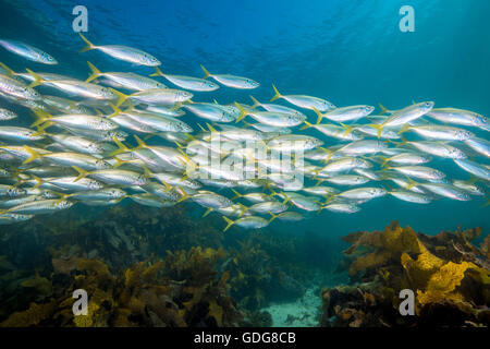 Eine Schule der Gelbschwanz (Trachurus Novaezelandiae) von Shelly Beach, Manly, Sydney, New South Wales, Australien Stockfoto