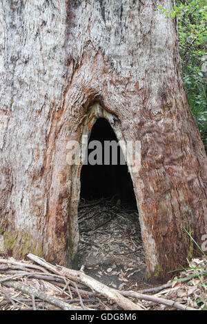 Red Tingle Tree, Valley of the Giants Walpole-Nornalup Nationalpark - Western Australia Stockfoto