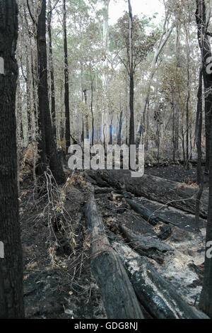 Brennenden Wald in der Margaret River Region in Western Australia - Australien Stockfoto