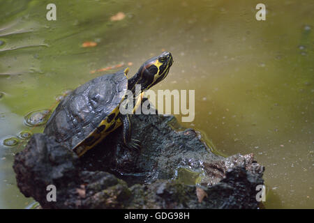 Bauche Slider, ist Scripta Scripta, Emydidae, Lazio, Italien aquatische Schildkröte Schildkröten Roberto Nistri eingeschleppten Speci Stockfoto