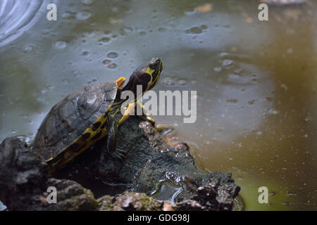 Bauche Slider, ist Scripta Scripta, Emydidae, Lazio, Italien Stockfoto