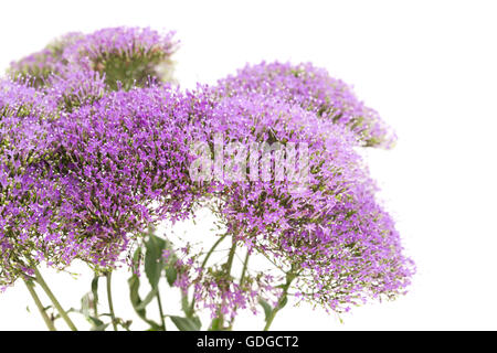 Licht lila winzige Pentas Blumen isoliert auf weißem Hintergrund Stockfoto