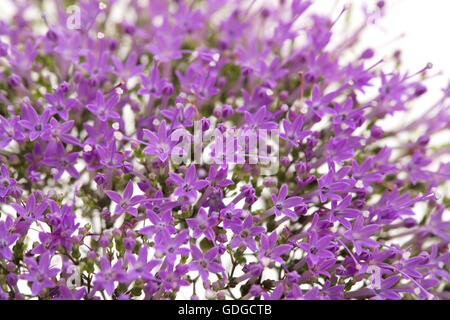 Licht lila winzige Pentas Blumen natürliche Blumenkarte Stockfoto