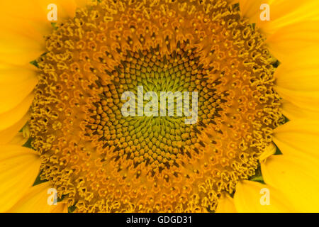 Nahaufnahme der schöne frische lebendige Farbe Sonnenblume Ray Röschen Kopf und blühenden Disk, sp. Helianthus Annuus. Stockfoto