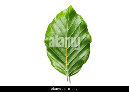 Blatt von einem Fagus Sylvatica auf weißem Hintergrund Stockfoto