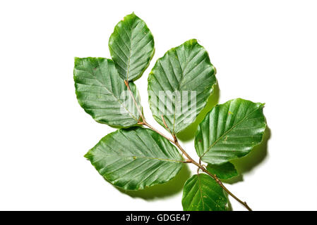 Blätter der Fagus Sylvatica auf weißem Hintergrund Stockfoto