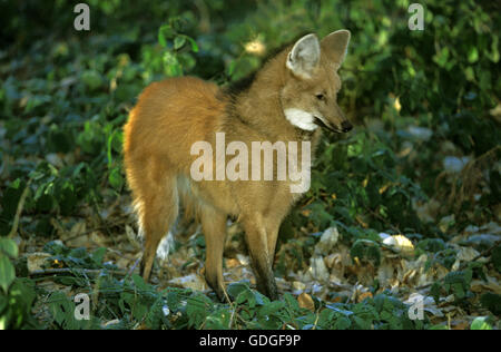 Mähnenwolf Chrysocyon Brachyurus, Erwachsene Stockfoto