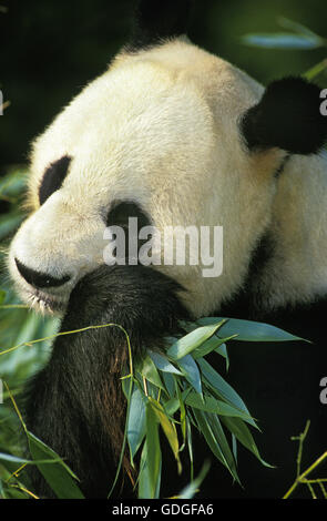 Großer Panda, Ailuropoda Melanoleuca, Erwachsenen Essen Bambus Stockfoto