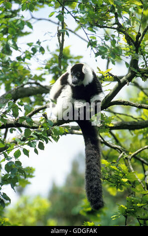 Schwarz und weiß Ruffed Lemur, Varecia Variegata Variegata, thront Erwachsenen im Baum Stockfoto