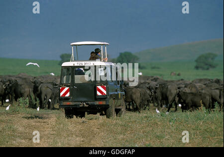 Afrikanischer Büffel, Syncerus Caffer mit Touristen in Safari Vehicule, Tansania Stockfoto