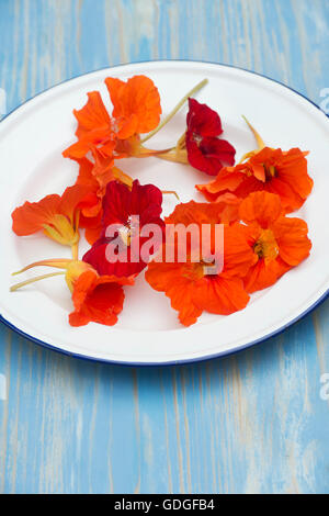 Tropaeolum Majus. Essbare Kapuzinerkresse Blüten auf einem Emaille Teller. Essbare Blumen Stockfoto