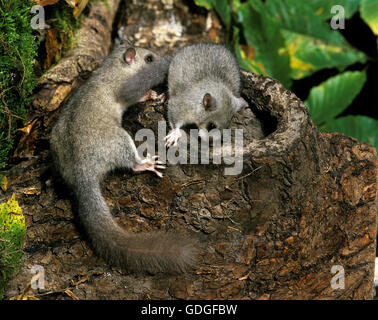 Essbare Siebenschläfer Glis Glis, paar am Nesteingang Stockfoto