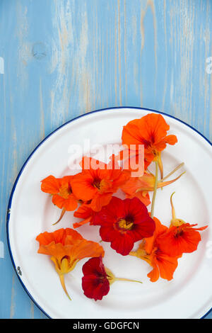 Tropaeolum Majus. Essbare Kapuzinerkresse Blüten auf einem Emaille Teller. Essbare Blumen Stockfoto