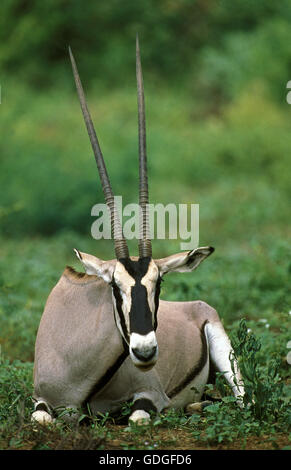 Beisa Oryx, Oryx Beisa, Männlich, Festlegung, Kenia Stockfoto