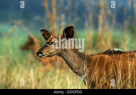 Nyala, Tragelaphus Angasi, Weiblich, Kenia Stockfoto
