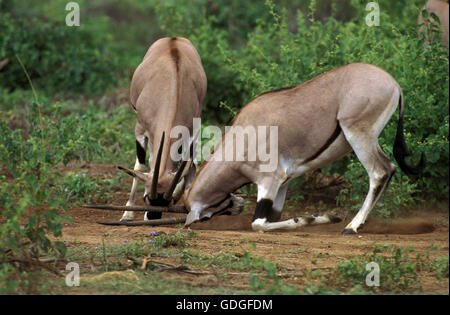 Beisa Oryx, Oryx Beisa, Männchen kämpfen, Kenia Stockfoto