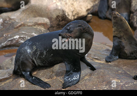 SÜDAFRIKANISCHER SEEBÄR Arctocephalus percivali, JUVENILE ON ROCK, CAPE CROSS IN NAMIBIA Stockfoto