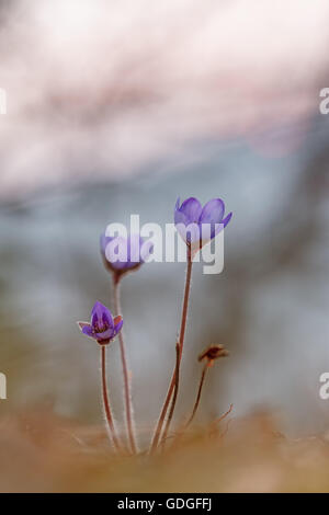 Hepatica Nobilis, Anemone hepatica Stockfoto