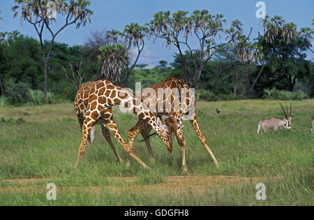 Netzartige Giraffe Giraffa Plancius Reticulata, Männchen kämpfen, Samburu Park in Kenia Stockfoto