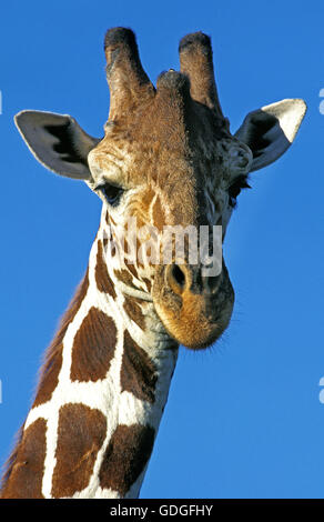 Netzartige Giraffe Giraffa Plancius Reticulata, Porträt von Erwachsenen, Samburu Park in Kenia Stockfoto