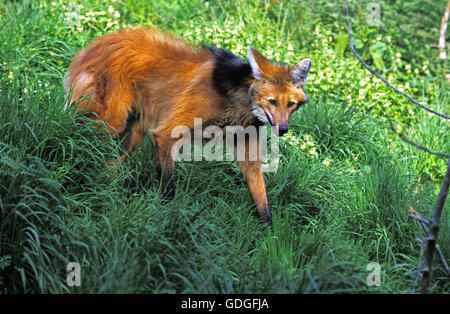 Mähnenwolf Chrysocyon Brachyurus, Erwachsene auf Rasen Stockfoto