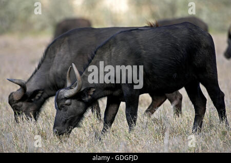 Afrikanischer Büffel, Syncerus Caffer, Hells Gate Park in Kenia Stockfoto