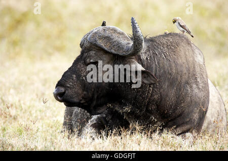 Afrikanischer Büffel, Syncerus Caffer, Erwachsenen Verlegung auf Rasen mit Wattled Starling auf dem Rücken, Creatophora Cinerea, Hells Gate Park in Kenia Stockfoto