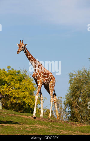 Netzartige Giraffe Giraffa Plancius Reticulata, Samburu Park in Kenia Stockfoto