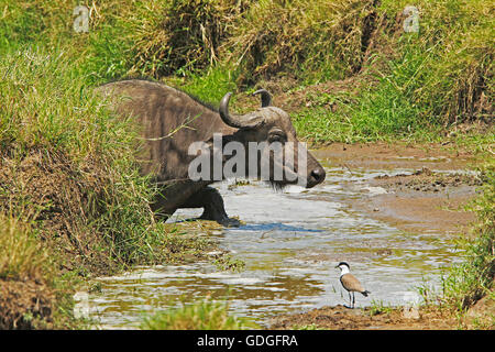 Afrikanischer Büffel, Syncerus Caffer, Erwachsene überqueren Wasserloch, Spur-Winged Regenpfeifer Vanellus Spinosus, Masai Mara-Park in Kenia Stockfoto