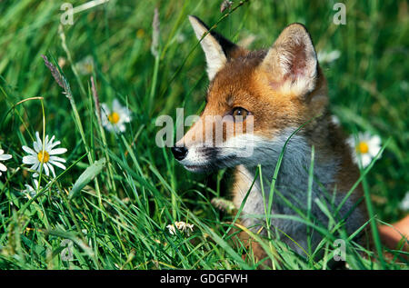 ROTFUCHS Vulpes Vulpes, Porträt von Erwachsenen IN langen GRASS Stockfoto