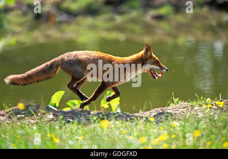 Rotfuchs Vulpes Vulpes, Erwachsenen ausgeführt, Normandie Stockfoto