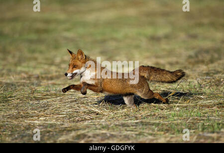 ROTFUCHS Vulpes Vulpes, Erwachsenen ausgeführt Stockfoto